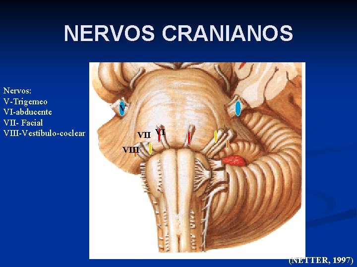 NERVOS CRANIANOS Nervos: V-Trigemeo VI-abducente VII- Facial VIII-Vestíbulo-coclear V VII VI VIII (NETTER, 1997)