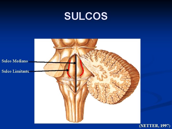 SULCOS Sulco Mediano Sulco Limitante (NETTER, 1997) 