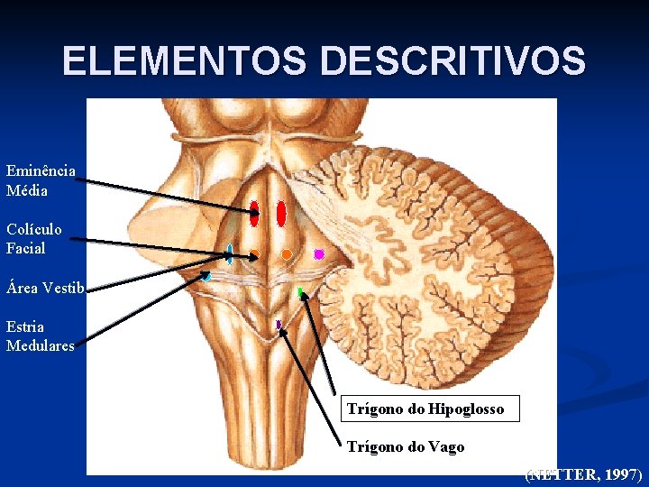 ELEMENTOS DESCRITIVOS Eminência Média Colículo Facial Área Vestib. Estria Medulares Trígono do Hipoglosso Trígono