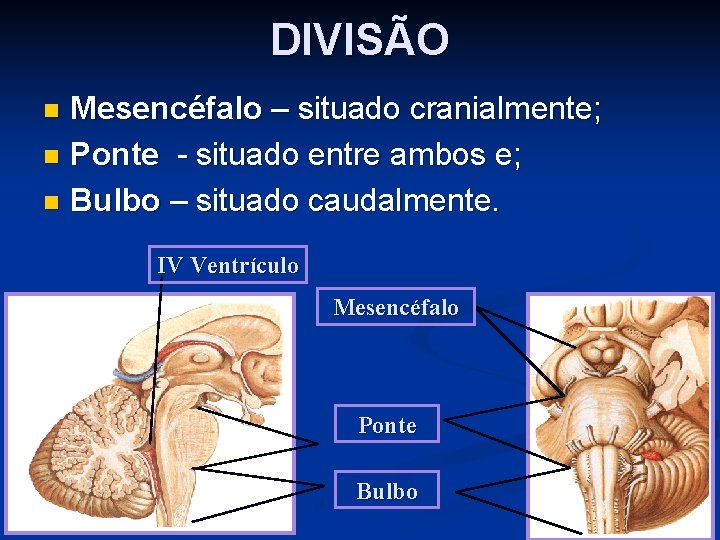 DIVISÃO Mesencéfalo – situado cranialmente; n Ponte - situado entre ambos e; n Bulbo