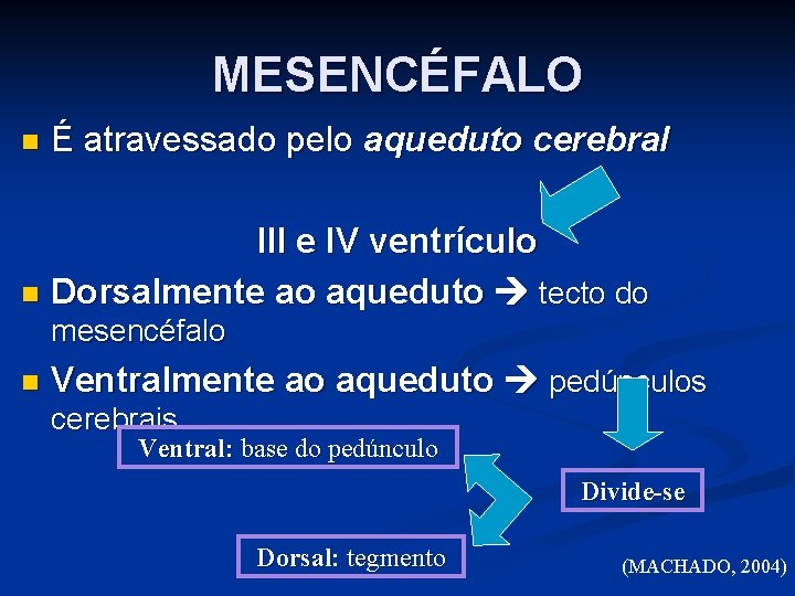 MESENCÉFALO n É atravessado pelo aqueduto cerebral III e IV ventrículo n Dorsalmente ao