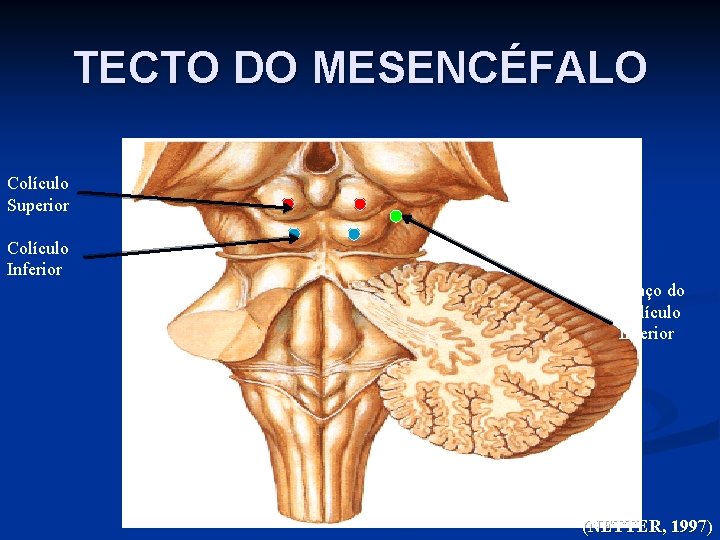 TECTO DO MESENCÉFALO Colículo Superior Colículo Inferior Braço do Colículo Inferior (NETTER, 1997) 