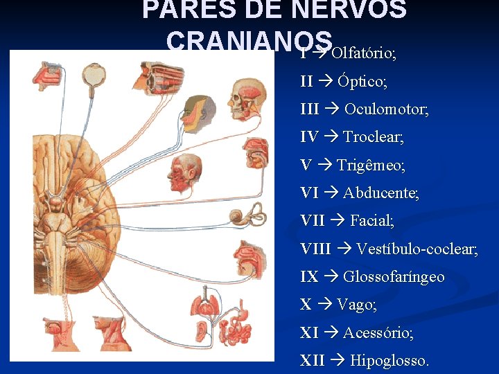 PARES DE NERVOS CRANIANOS I Olfatório; II Óptico; III Oculomotor; IV Troclear; V Trigêmeo;
