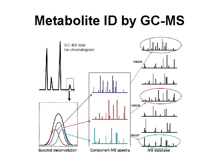 Metabolite ID by GC-MS GC -MS total Ion chromatogram 