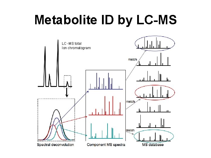 Metabolite ID by LC-MS LC -MS total Ion chromatogram 