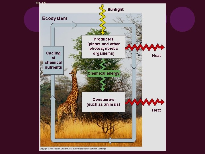 Fig. 1 -5 Sunlight Ecosystem Cycling of chemical nutrients Producers (plants and other photosynthetic