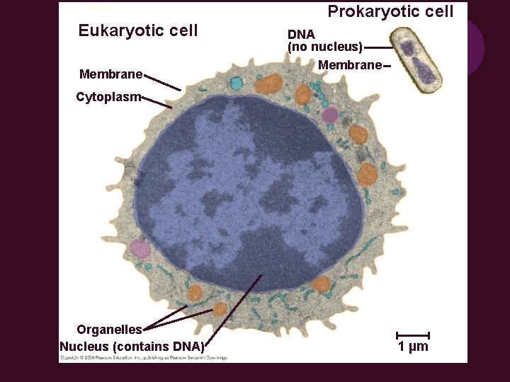 Fig. 1 -8 Eukaryotic cell Membrane Prokaryotic cell DNA (no nucleus) Membrane Cytoplasm Organelles