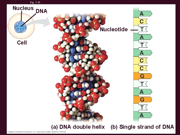 Fig. 1 -10 Nucleus DNA Nucleotide Cell (a) DNA double helix (b) Single strand