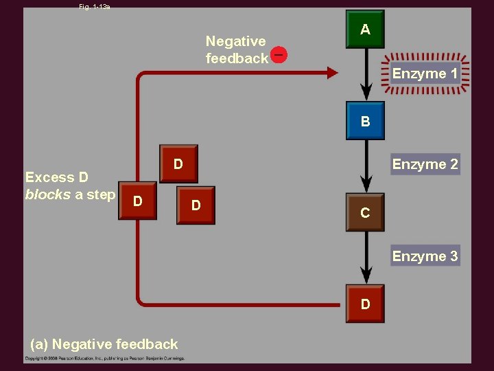 Fig. 1 -13 a Negative feedback – A Enzyme 1 B Excess D blocks