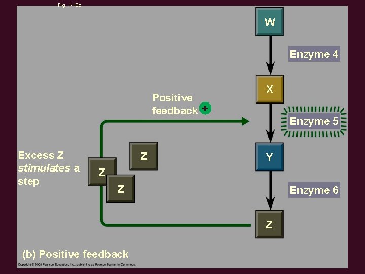 Fig. 1 -13 b W Enzyme 4 Positive feedback + Excess Z stimulates a
