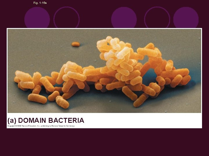 Fig. 1 -15 a (a) DOMAIN BACTERIA 