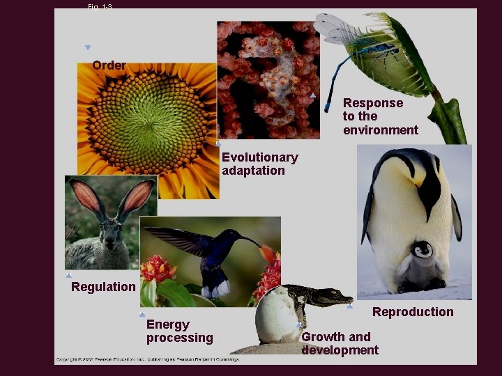 Fig. 1 -3 Order Response to the environment Evolutionary adaptation Regulation Energy processing Reproduction