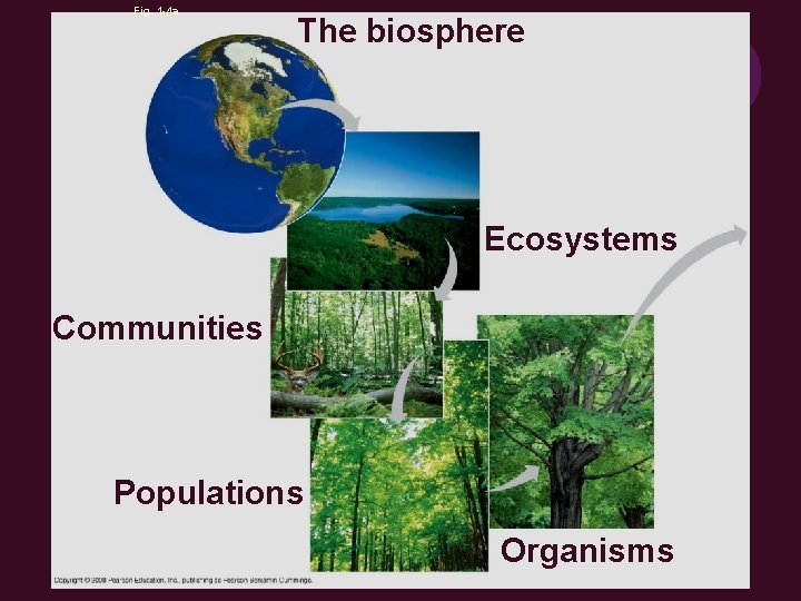Fig. 1 -4 a The biosphere Ecosystems Communities Populations Organisms 