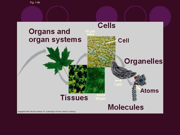 Fig. 1 -4 b Organs and organ systems 10 µm Cells Cell Organelles 1