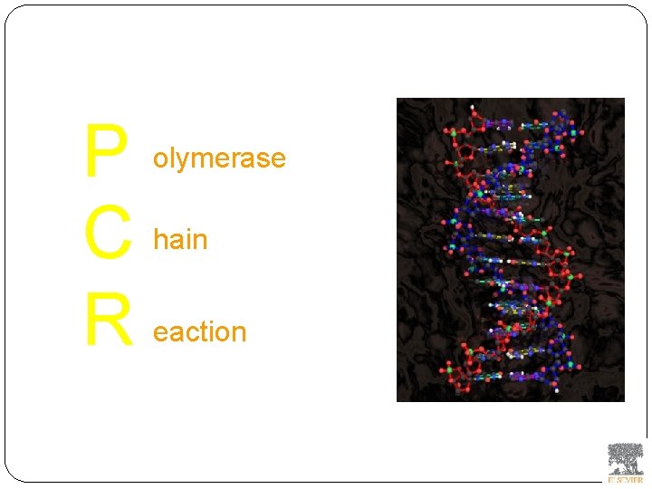 P C R olymerase hain eaction 