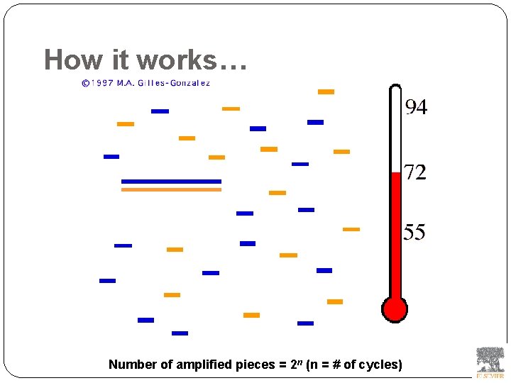 How it works… Number of amplified pieces = 2 n (n = # of