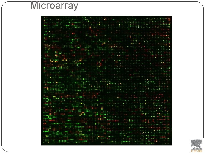 Microarray 