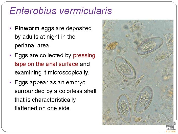 Enterobius vermicularis § Pinworm eggs are deposited by adults at night in the perianal