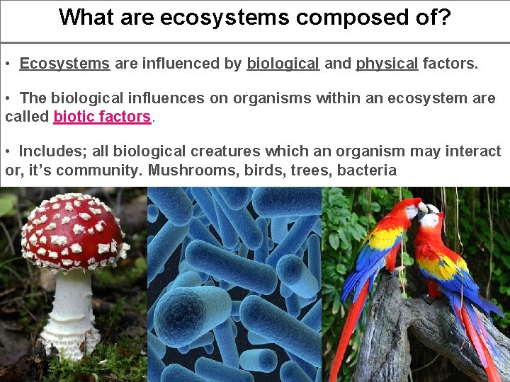 What are ecosystems composed of? • Ecosystems are influenced by biological and physical factors.