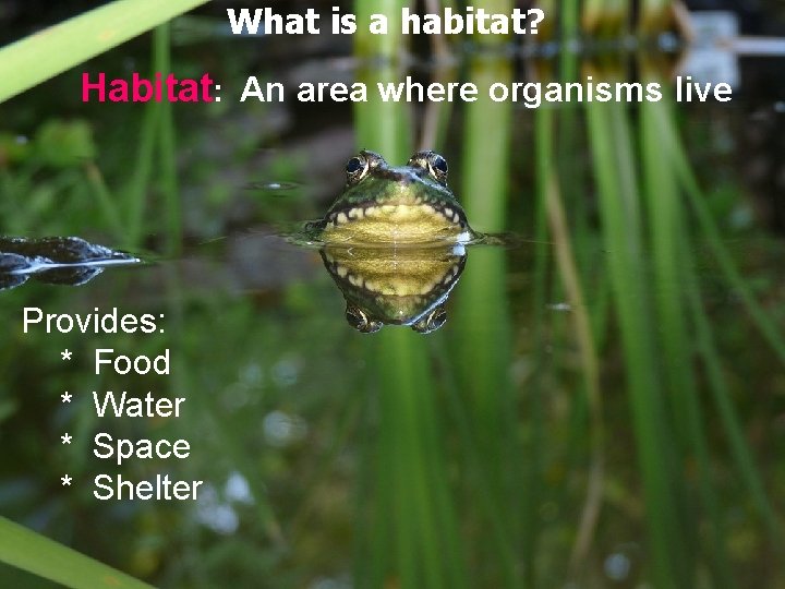 What is a habitat? Habitat: An area where organisms live Provides: * Food *