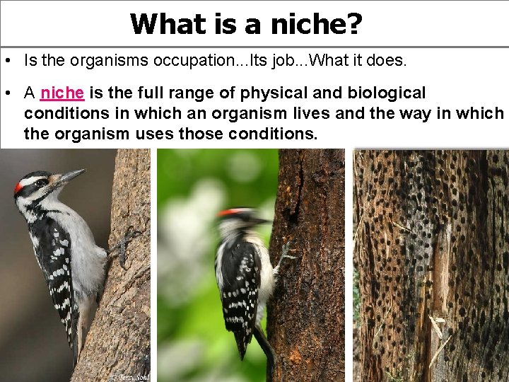 What is a niche? • Is the organisms occupation. . . Its job. .