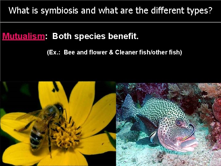 What is symbiosis and what are the different types? Mutualism: Both species benefit. (Ex.