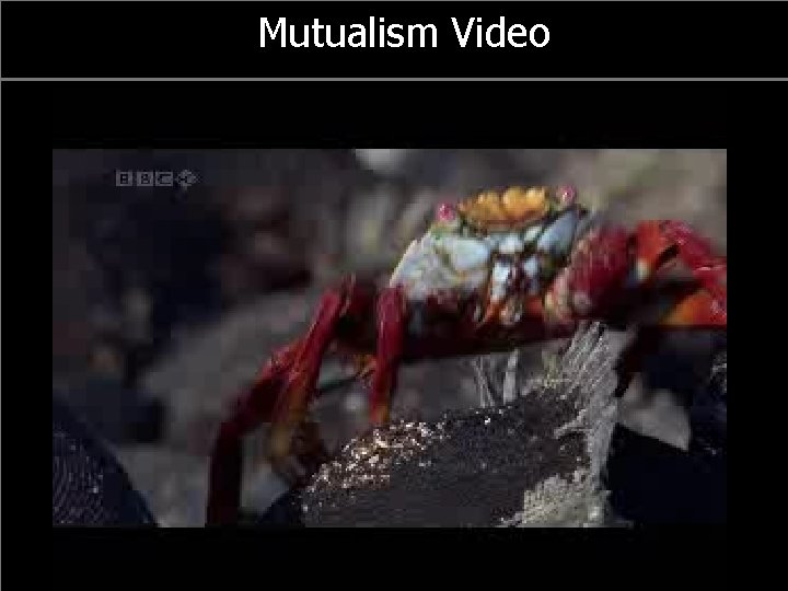 Mutualism Video 