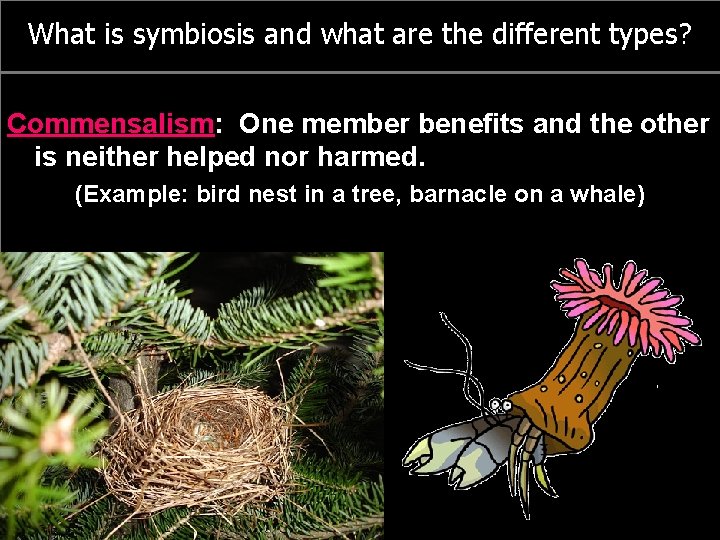 What is symbiosis and what are the different types? Commensalism: One member benefits and