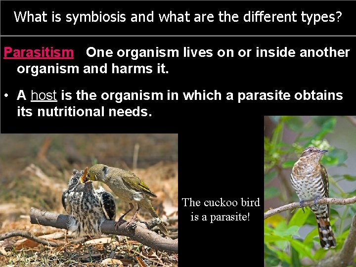 What is symbiosis and what are the different types? Parasitism: One organism lives on