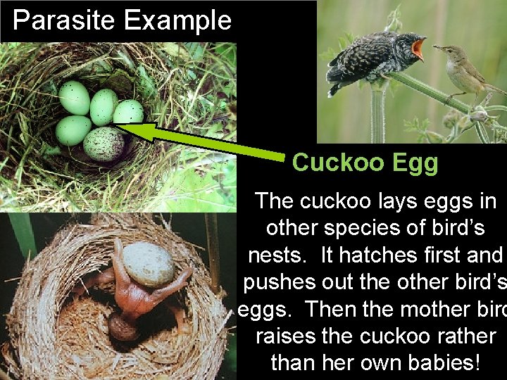 Parasite Example Cuckoo Egg! The cuckoo lays eggs in other species of bird’s nests.