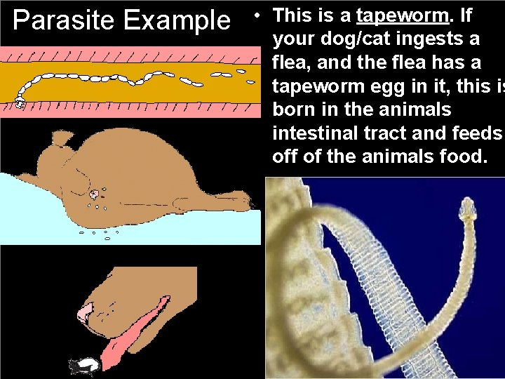 Parasite Example • This is a tapeworm. If your dog/cat ingests a flea, and