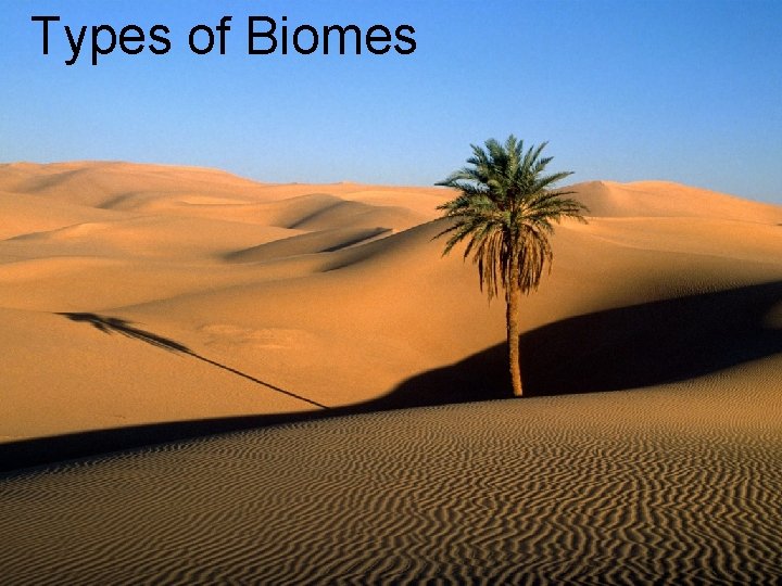 Types of Biomes 