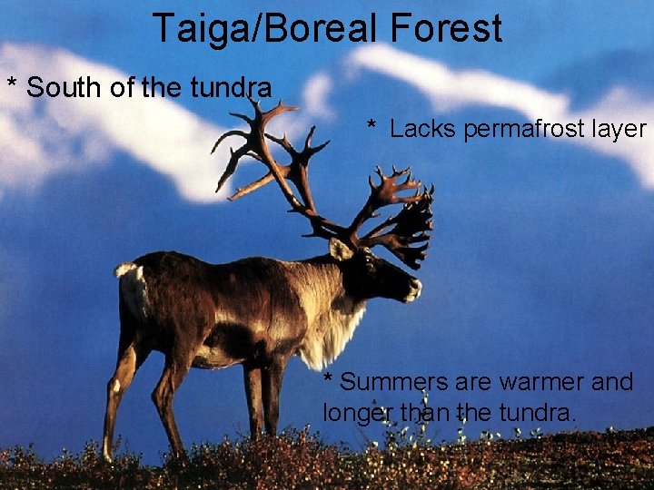 Taiga/Boreal Forest * South of the tundra * Lacks permafrost layer * Summers are