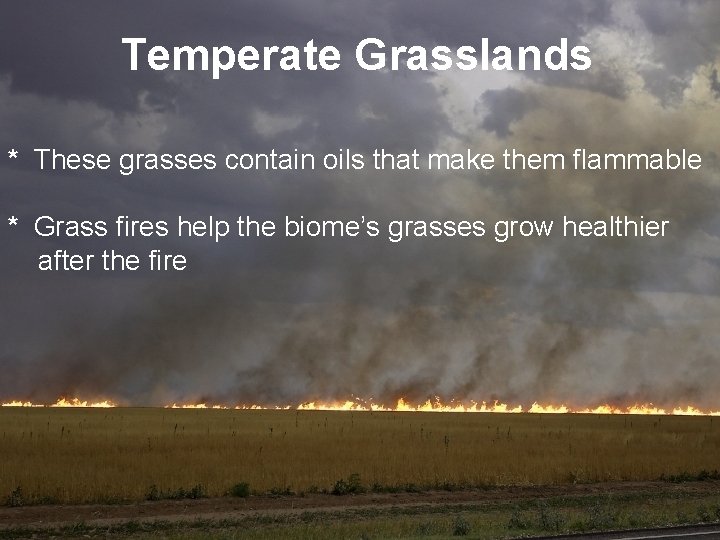 Temperate Grasslands * These grasses contain oils that make them flammable * Grass fires