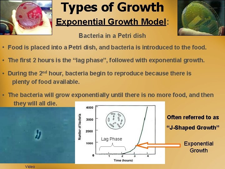 Types of Growth Exponential Growth Model: Bacteria in a Petri dish • Food is