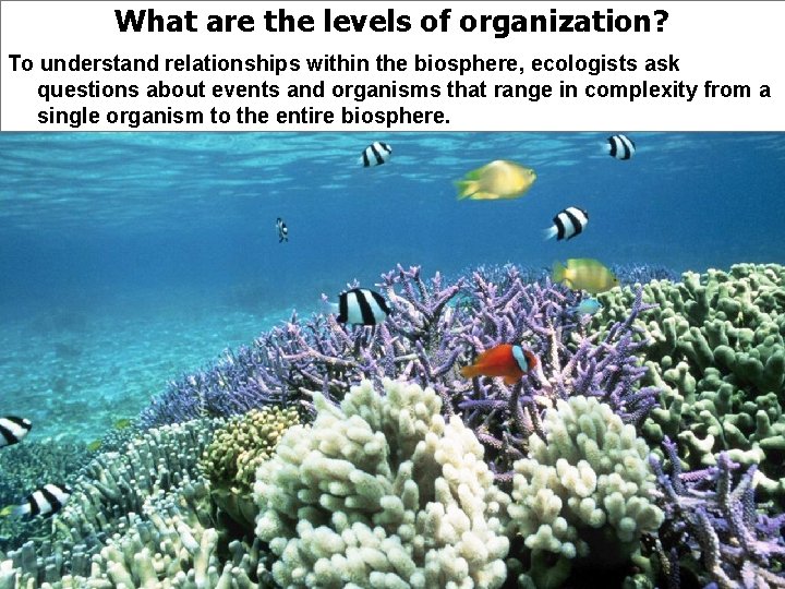 What are the levels of organization? To understand relationships within the biosphere, ecologists ask