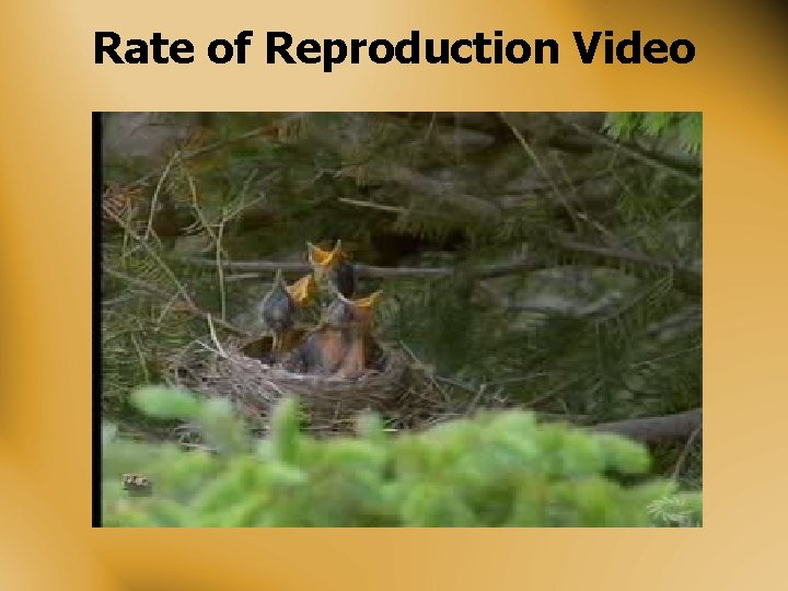 Rate of Reproduction Video 