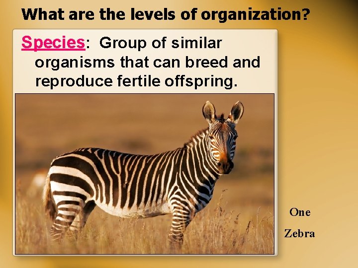 What are the levels of organization? Species: Group of similar organisms that can breed