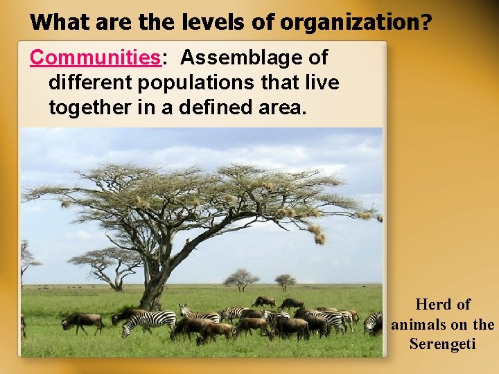 What are the levels of organization? Communities: Assemblage of different populations that live together