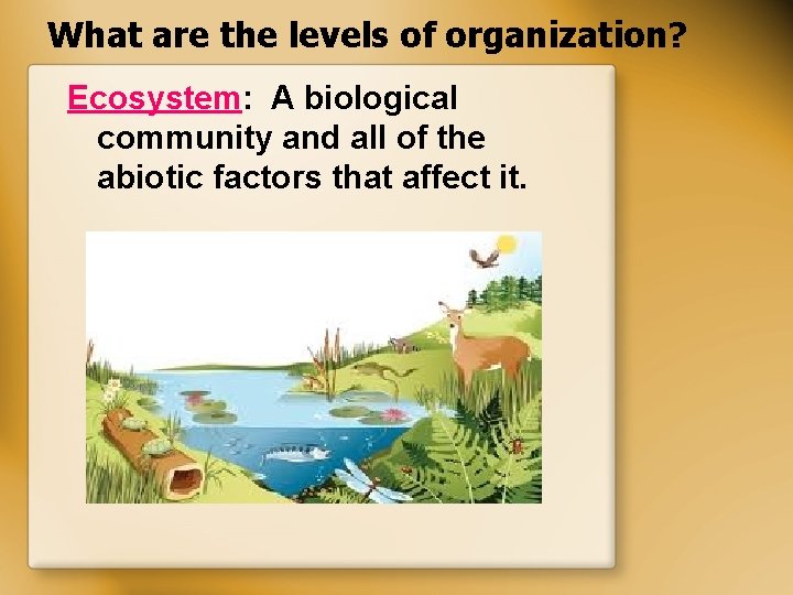 What are the levels of organization? Ecosystem: A biological community and all of the