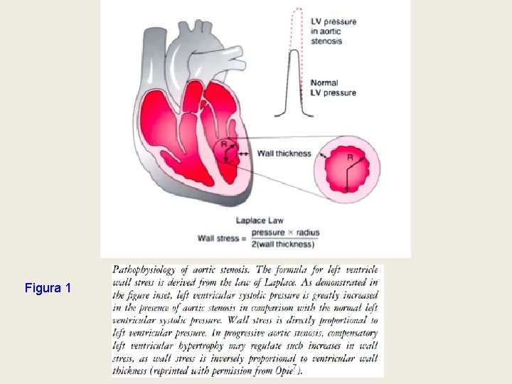 Figura 1 