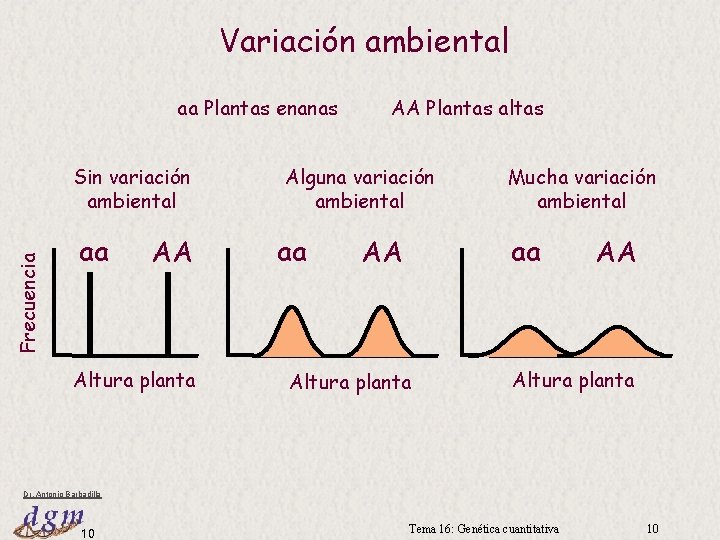 Variación ambiental aa Plantas enanas Frecuencia Sin variación ambiental aa AA Altura planta AA