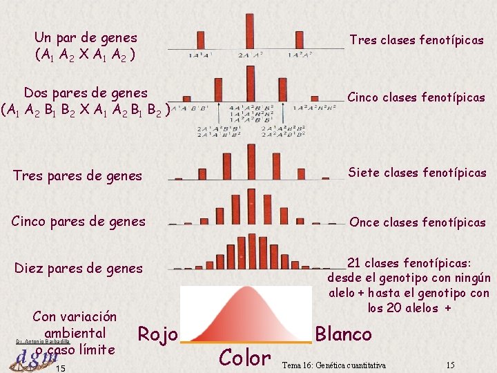 Un par de genes (A 1 A 2 X A 1 A 2 )