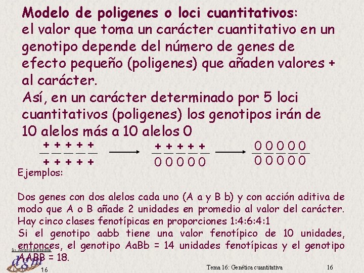 Modelo de poligenes o loci cuantitativos: el valor que toma un carácter cuantitativo en