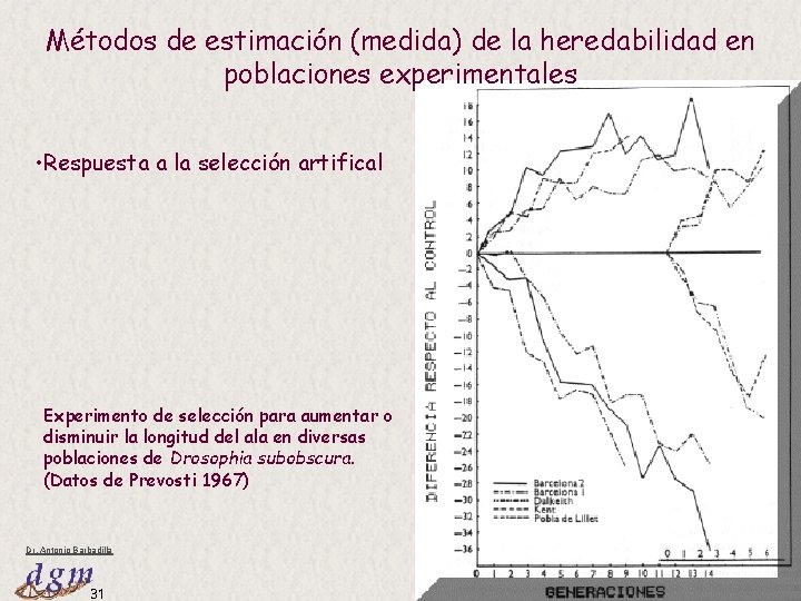 Métodos de estimación (medida) de la heredabilidad en poblaciones experimentales • Respuesta a la