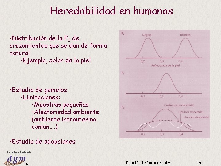 Heredabilidad en humanos • Distribución de la F 2 de cruzamientos que se dan