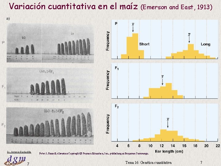 Variación cuantitativa en el maíz Dr. Antonio Barbadilla 7 (Emerson and East, 1913) Peter