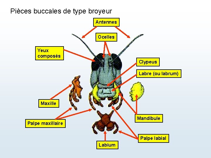 Pièces buccales de type broyeur Antennes Ocelles Yeux composés Clypeus Labre (ou labrum) Maxille