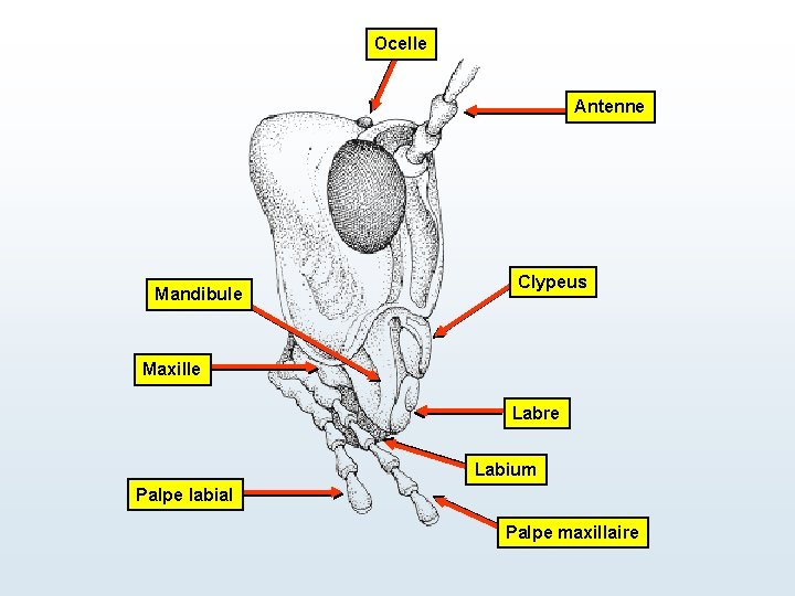 Ocelle Antenne Mandibule Clypeus Maxille Labre Labium Palpe labial Palpe maxillaire 