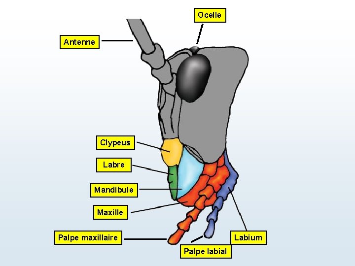 Ocelle Antenne Clypeus Labre Mandibule Maxille Palpe maxillaire Labium Palpe labial 